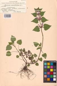 Lamium maculatum (L.) L., Eastern Europe, Moscow region (E4a) (Russia)