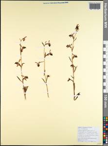 Ophrys scolopax subsp. cornuta (Steven) E.G.Camus, Caucasus, Black Sea Shore (from Novorossiysk to Adler) (K3) (Russia)