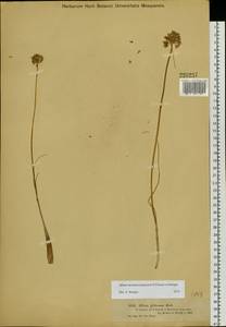 Allium montanostepposum, Siberia, Western (Kazakhstan) Altai Mountains (S2a) (Kazakhstan)