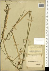 Lolium pratense (Huds.) Darbysh., Caucasus, Stavropol Krai, Karachay-Cherkessia & Kabardino-Balkaria (K1b) (Russia)