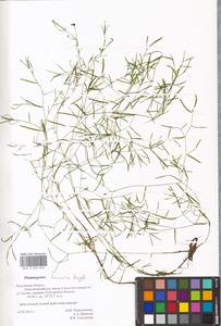 Potamogeton berchtoldii subsp. berchtoldii, Eastern Europe, Central region (E4) (Russia)