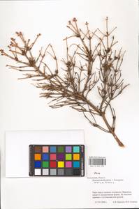 Picea, Eastern Europe, Central region (E4) (Russia)