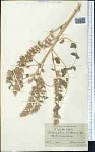 Astragalus chiwensis Bunge, Middle Asia, Syr-Darian deserts & Kyzylkum (M7) (Uzbekistan)