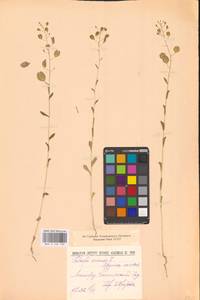 Thlaspi arvense L., Eastern Europe, North-Western region (E2) (Russia)