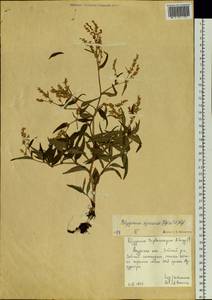 Koenigia ajanensis (Regel & Tiling) comb. ined., Siberia, Russian Far East (S6) (Russia)