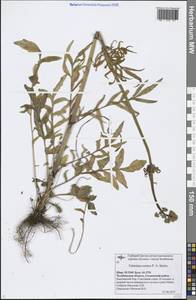 Valeriana rossica P. A. Smirn., Eastern Europe, Eastern region (E10) (Russia)