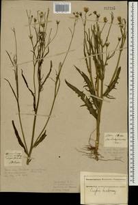 Crepis tectorum L., Eastern Europe, South Ukrainian region (E12) (Ukraine)