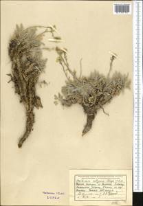 Smelowskia calycina (Stephan) C.A. Mey., Middle Asia, Western Tian Shan & Karatau (M3) (Kyrgyzstan)