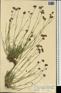 Gypsophila capituliflora Rupr., Mongolia (MONG) (Mongolia)