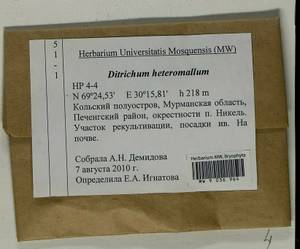 Ditrichum heteromallum (Hedw.) E. Britton, Bryophytes, Bryophytes - Karelia, Leningrad & Murmansk Oblasts (B4) (Russia)