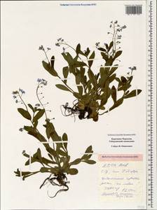Myosotis dissitiflora Baker, Caucasus, Stavropol Krai, Karachay-Cherkessia & Kabardino-Balkaria (K1b) (Russia)