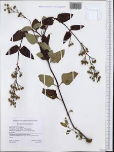 Scrophularia nodosa L., Western Europe (EUR) (Germany)