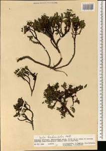 Salix berberifolia Pall., Mongolia (MONG) (Mongolia)