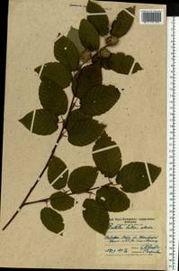 Betula alleghaniensis Britton, Eastern Europe, Moscow region (E4a) (Russia)