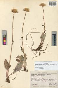 Klasea marginata (Tausch) Kitag., Siberia, Altai & Sayany Mountains (S2) (Russia)