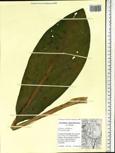Lysichiton camtschatcensis (L.) Schott, Siberia, Russian Far East (S6) (Russia)