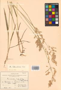 Poa macrocalyx Trautv. & C.A.Mey., Siberia, Russian Far East (S6) (Russia)