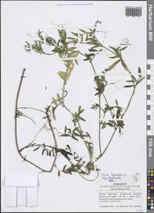 Vicia sepium L., Eastern Europe, Middle Volga region (E8) (Russia)
