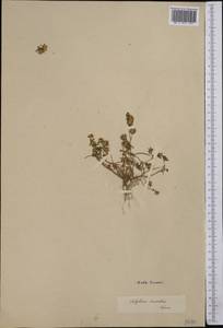 Trifolium resupinatum L., Middle Asia, Karakum (M6) (Turkmenistan)