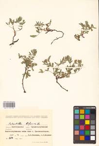 Sibbaldianthe bifurca (L.) Kurtto & T. Erikss., Eastern Europe, Lower Volga region (E9) (Russia)