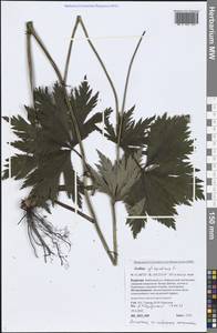 Trollius asiaticus L., Siberia, Baikal & Transbaikal region (S4) (Russia)