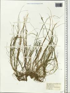 Calamagrostis canescens (Weber) Roth, Eastern Europe, Moscow region (E4a) (Russia)