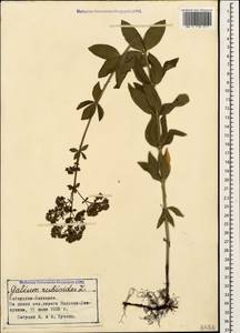 Galium rubioides L., Caucasus, Stavropol Krai, Karachay-Cherkessia & Kabardino-Balkaria (K1b) (Russia)