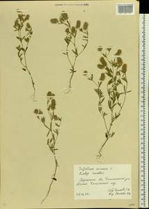 Trifolium arvense L., Eastern Europe, South Ukrainian region (E12) (Ukraine)