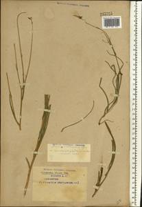 Pseudopodospermum tauricum (M. Bieb.) Vasjukov & Saksonov, Eastern Europe, Eastern region (E10) (Russia)