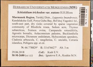 Schistidium trichodon (Brid.) Poelt, Bryophytes, Bryophytes - Karelia, Leningrad & Murmansk Oblasts (B4) (Russia)