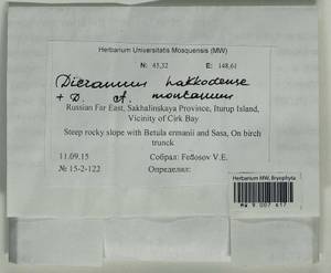 Dicranum viride var. hakkodense (Cardot) Takaki, Bryophytes, Bryophytes - Russian Far East (excl. Chukotka & Kamchatka) (B20) (Russia)