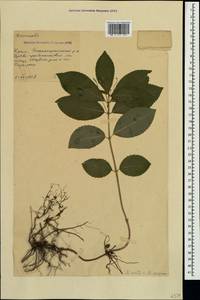 Mercurialis × paxii Graebn., Crimea (KRYM) (Russia)