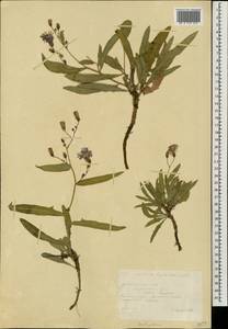 Lactuca tatarica (L.) C. A. Mey., Eastern Europe, South Ukrainian region (E12) (Ukraine)