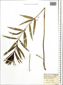 Polygonatum verticillatum (L.) All., Caucasus, Stavropol Krai, Karachay-Cherkessia & Kabardino-Balkaria (K1b) (Russia)