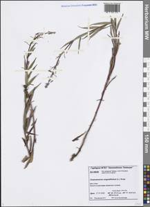 Chamaenerion angustifolium (L.) Scop., Siberia, Central Siberia (S3) (Russia)