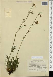 Silene saxatilis Sims, Caucasus, Armenia (K5) (Armenia)