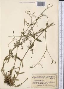 Pleioneura griffithiana (Boiss.) Rech. fil., Middle Asia, Pamir & Pamiro-Alai (M2) (Tajikistan)