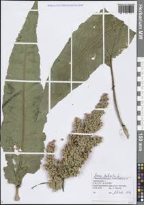 Rumex patientia L., Eastern Europe, Volga-Kama region (E7) (Russia)