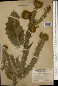 Onopordum acanthium L., Caucasus, Dagestan (K2) (Russia)