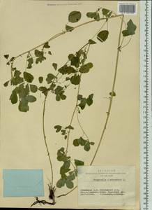 Medicago platycarpos (L.) Trautv., Siberia, Altai & Sayany Mountains (S2) (Russia)