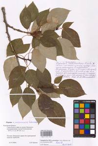 Populus suaveolens Fisch., Eastern Europe, Central region (E4) (Russia)