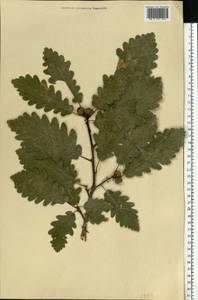 Quercus, Eastern Europe, Lower Volga region (E9) (Russia)