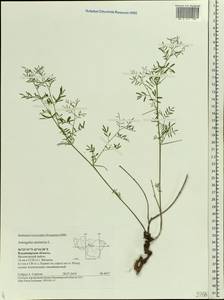 Astragalus arenarius L., Eastern Europe, Central region (E4) (Russia)