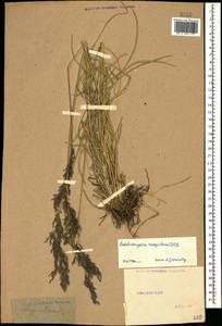 Deschampsia cespitosa (L.) P.Beauv., Caucasus, Stavropol Krai, Karachay-Cherkessia & Kabardino-Balkaria (K1b) (Russia)