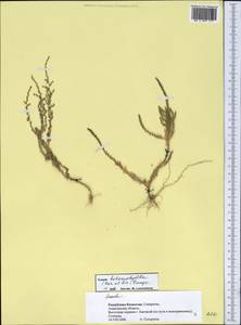 Suaeda heterophylla (Kar. & Kir.) Boiss., Middle Asia, Muyunkumy, Balkhash & Betpak-Dala (M9) (Kazakhstan)