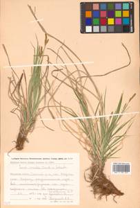 Carex arnellii Christ ex Scheutz, Siberia, Chukotka & Kamchatka (S7) (Russia)