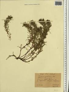 Ajuga chamaepitys subsp. chia (Schreb.) Arcang., Eastern Europe, South Ukrainian region (E12) (Ukraine)