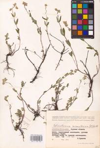 Helianthemum nummularium (L.) Mill., Eastern Europe, Central forest-and-steppe region (E6) (Russia)