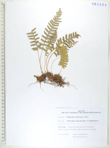 Polypodium sibiricum Sipliv., Siberia, Russian Far East (S6) (Russia)
