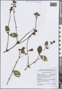 Lonicera etrusca Santi, Western Europe (EUR) (Spain)
